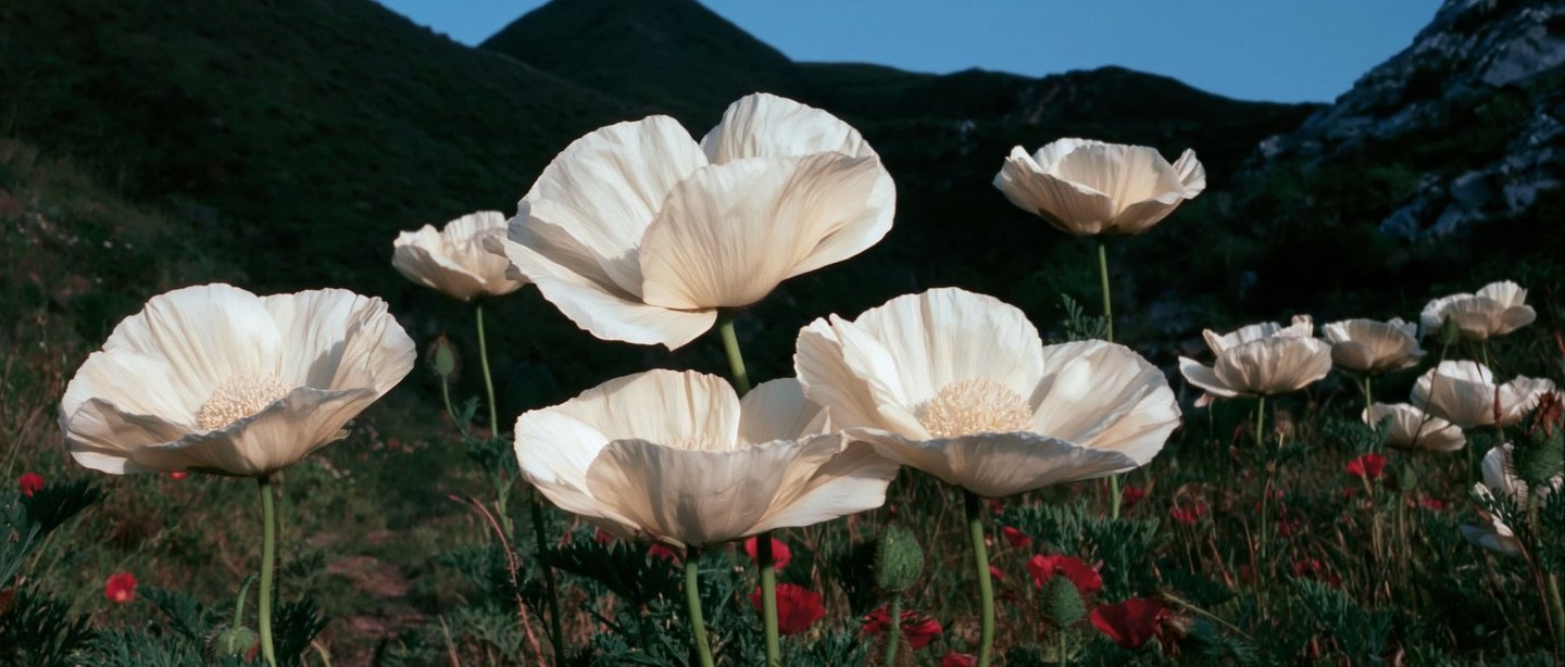 Tall pale flowers standing above the grass at dusk.