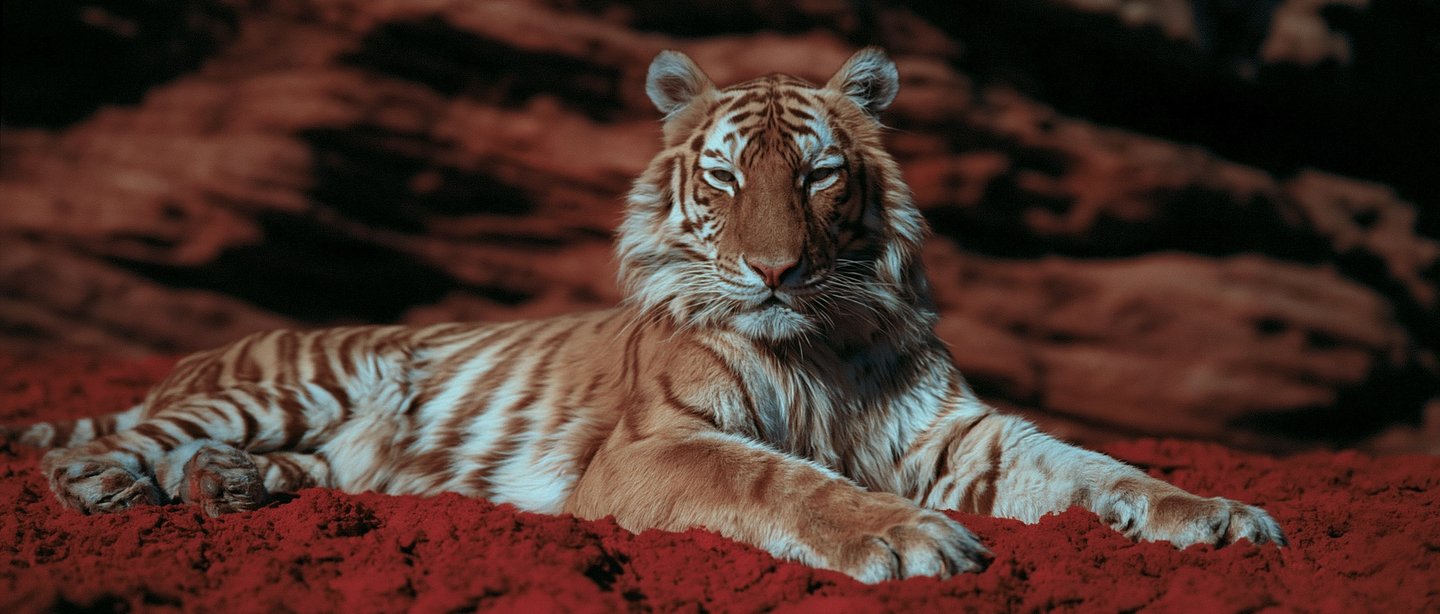 A tigress resting on red sand, her eyes half closed.